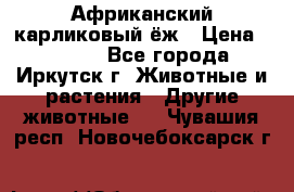 Африканский карликовый ёж › Цена ­ 6 000 - Все города, Иркутск г. Животные и растения » Другие животные   . Чувашия респ.,Новочебоксарск г.